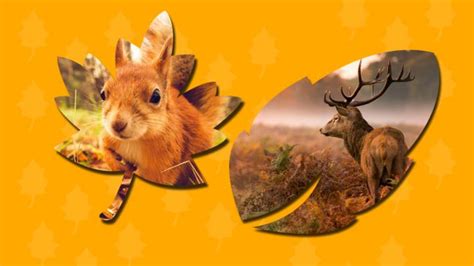 Autumn Animals - CBeebies - BBC