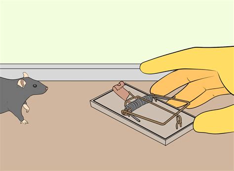 How Does a Mouse Trap Work? Types and Functions