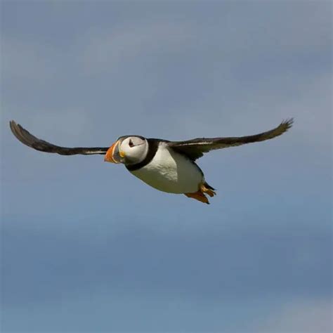 Atlantic Puffin - Facts, Diet, Habitat & Pictures on Animalia.bio