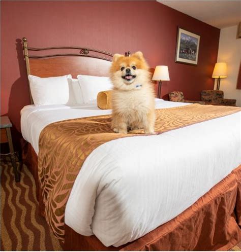 Pet Friendly | Invermere Inn & Suites | Hotel in Invermere, BC