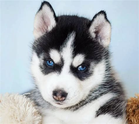 14 Photos Of Husky Puppies That Will Make You Smile | The Paws