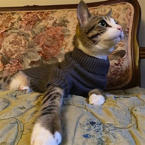 Cozy Cat Sweater With Sleeves. High-quality Designer Cat Turtleneck ...