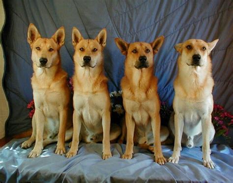 Carolina Dog - the American Dingo | Dog breeds, Rare dogs, Rare dog breeds