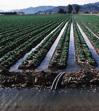 Garden Furrow Irrigation | Fasci Garden