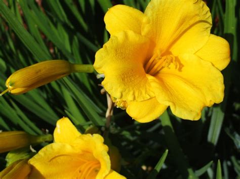 Stella de Oro’ Daylily Plant Profile - Homestyling Guru