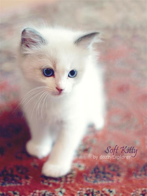 Soft Kitty by dozzyExplorer on DeviantArt