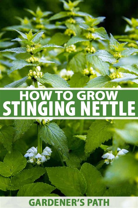 How to Grow Stinging Nettle | Gardener's Path