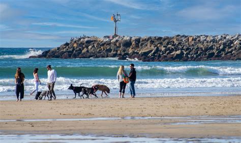 Dog Beach Holidays | DOG BEACH SAN DIEGO