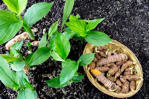 28 Amazing Plants That Thrive Growing in Buckets - DIY & Crafts