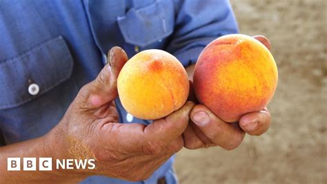 The small fruit with a big flavour - BBC News