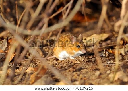 Field Mouse Natural Habitat Stock Photo 73168672 - Shutterstock