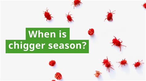 When Is Chigger Season? Timing, Activity, and Prevention Tips – Insect Shield