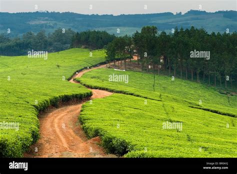 Satemwa tea estate, Thyolo, Malawi Stock Photo - Alamy