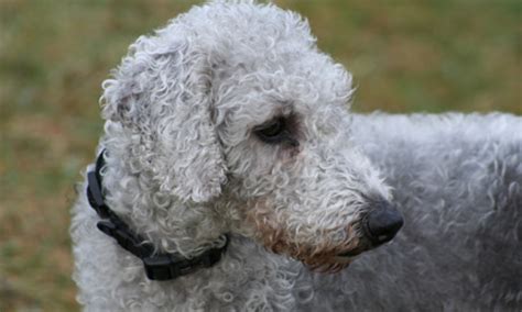 Bedlington Terrier Rescue - helping Bedlington Terriers and their crosses