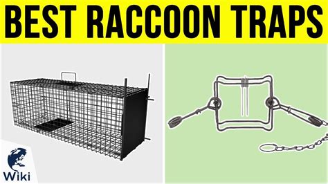 6 Best Raccoon Traps 2019 - YouTube