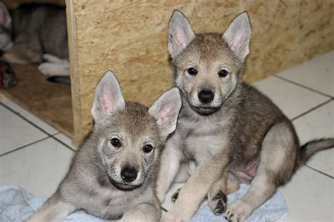 Wolfdog Dog Puppies For Sale Near me - Exotic Pet's Home