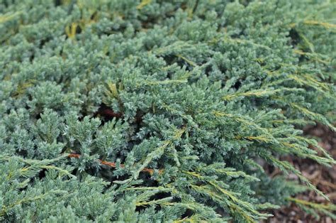 How to Grow and Care for Creeping Juniper