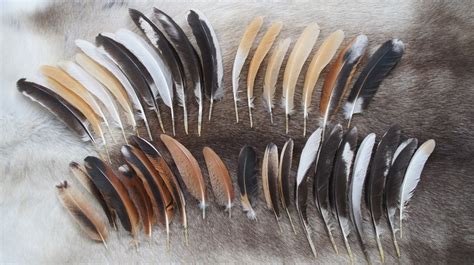 Poultry feathers-how many ways they can be used for? – The Poultry Guide