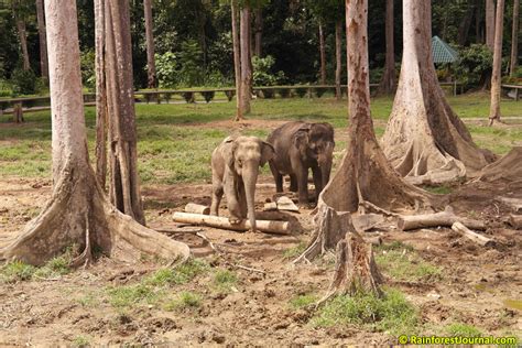 Krau Wildlife Reserve - Rainforest Journal