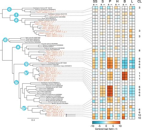 Terpene Synthase Gene Family Phylogeny and Gene Expression. Gene labels... | Download Scientific ...