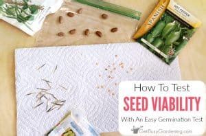 How To Tell If Seeds Are Good Or Bad: 5 Step Viability Test - Get Busy Gardening