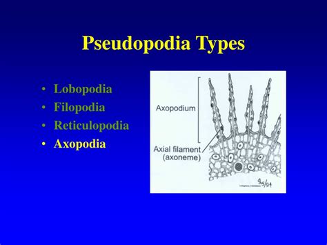 PPT - Protozoan Groups PowerPoint Presentation, free download - ID:1267033