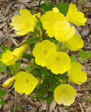 Oenothera fruticosa sundrops from North Creek Nurseries