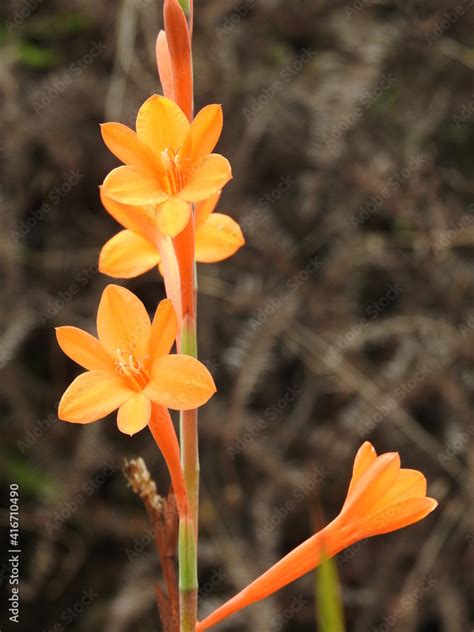 Phoenix Flower 2 Stock Photo | Adobe Stock