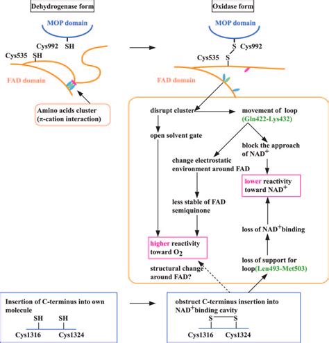 Schematic representation of the mechanism of conversion from xanthine... | Download Scientific ...