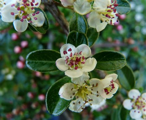 Cotoneaster dammeri. - BambooPlants.ca