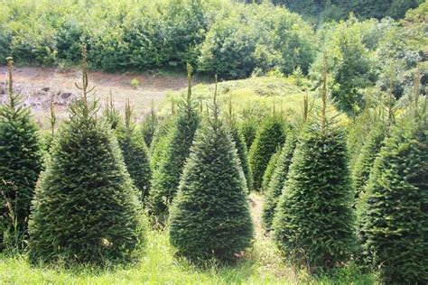 Norway Spruce — Mile High Tree Farm