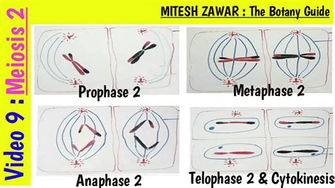 Telophase 2 Diagram