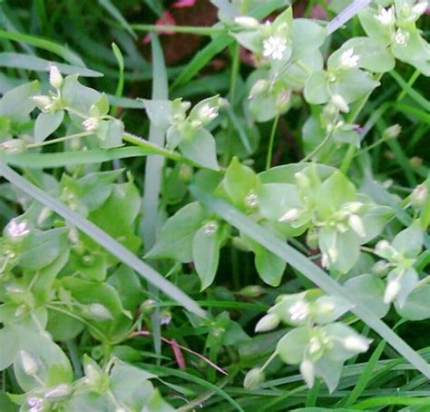 Chickweed is a common edible plant |The Green Bard