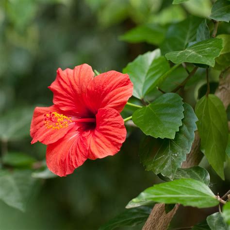 Hibisco (Hibiscus rosa-sinensis) - PictureThis