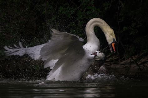 Goose And Swan Having A Fight Stock Photo - Download Image Now - Swan ...