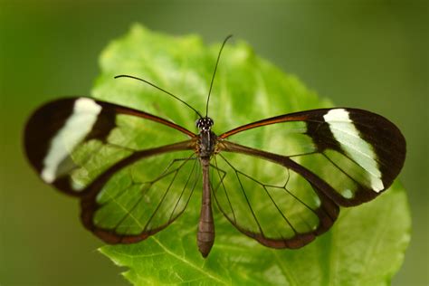 Closeup photography of Glasswing Butterfly perching on green leaf, greta HD wallpaper ...