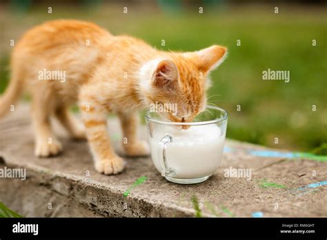 Cute little ginger kitten drinking milk from glass cup Stock Photo - Alamy