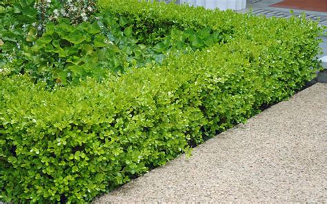 Buy Japanese Boxwood Shrubs | FREE SHIPPING | Wilson Bros Gardens | 7 ...