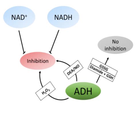 S-nitrosylation Analysis - Pronalyse