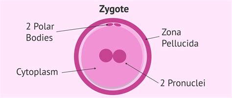 Structure of Zygote