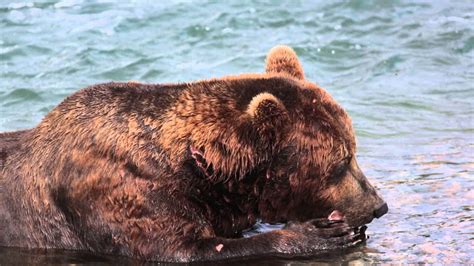 Brown Bear Eating Fish at McNeil River Alaska - YouTube