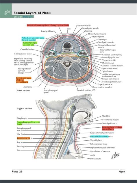 Deep Cervical Fascia of Neck Netter | Gross anatomy, Fascia, Deep fascia