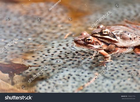 Wood Frogs Breeding Vernal Pool On Stock Photo 133521719 - Shutterstock