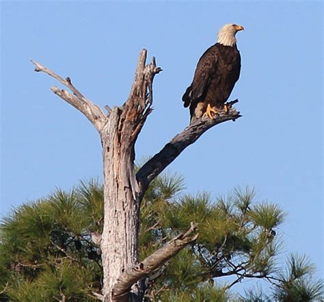 Eagles nest in South Walton and across the State of Florida - Walton Outdoors