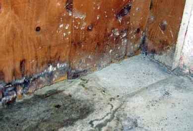 White Mold In Basement .......Types, Health Risks, Removal, Prevention