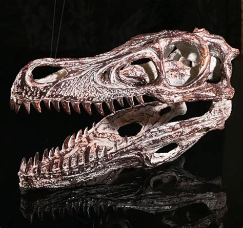 Velociraptor Skull, Dinosaur Polystone Statue, Scale 1/1 Fossil Resin ...