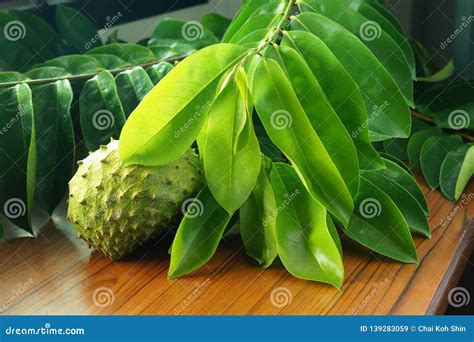 Soursop Leaves On A Soursop Tree Stock Image | CartoonDealer.com #82214569