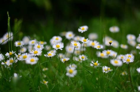 Daisy Flower Meaning and Symbolism - MORFLORA