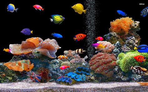 Fish Desktop Wallpapers - Top Free Fish Desktop Backgrounds ...