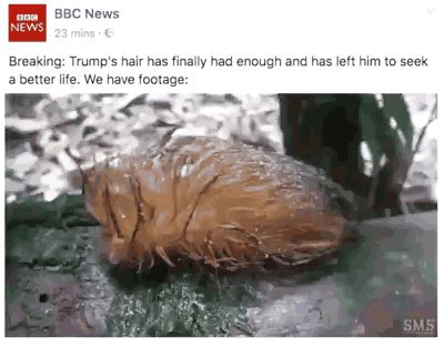 Breaking: Trump's hair has finally had enough and has left him to seek a better life. We have ...